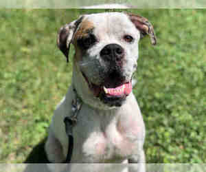 Bulloxer Dogs for adoption in Urbana, IL, USA