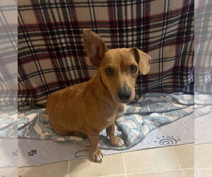 Chiweenie Dogs for adoption in Chico, CA, USA