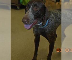 German Shorthaired Pointer Dogs for adoption in Riverside, CA, USA