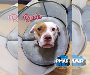 American Pit Bull Terrier-Unknown Mix Dogs for adoption in Binghamton, NY, USA