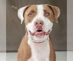 American Pit Bull Terrier Dogs for adoption in Pasadena, CA, USA