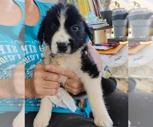 Australian Shepherd-Collie Mix Dogs for adoption in Scottsboro, AL, USA