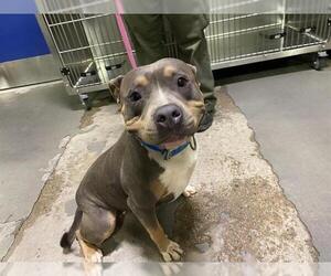 American Pit Bull Terrier Dogs for adoption in Bakersfield, CA, USA