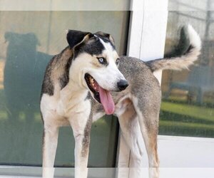 Siberian Husky-Unknown Mix Dogs for adoption in Royse City, TX, USA