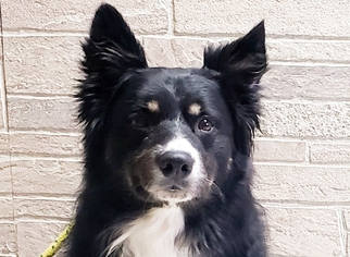 Border Collie Dogs for adoption in Mount Carmel, IL, USA