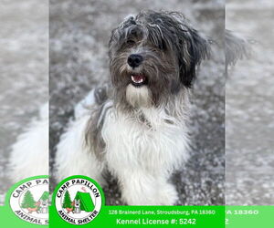 Shiranian Dogs for adoption in Stroudsburg, PA, USA