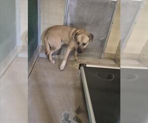 Black Mouth Cur-Unknown Mix Dogs for adoption in Texas City, TX, USA