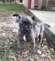 Medium Photo #1 French Bulldog Puppy For Sale in Katy, TX, USA