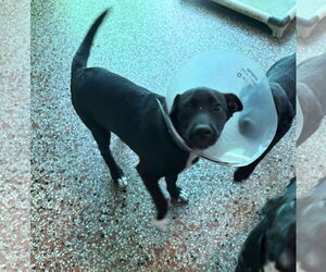 Siberian Husky-Unknown Mix Dogs for adoption in Sanford, FL, USA