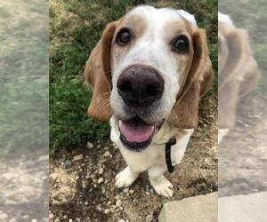 Basset Hound Dogs for adoption in Columbus, OH, USA