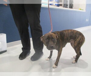 Staffordshire Bull Terrier Dogs for adoption in Ocala, FL, USA
