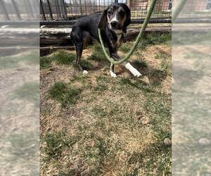 Beagle-Unknown Mix Dogs for adoption in Pueblo, CO, USA