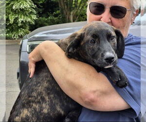 Borador Dogs for adoption in Mt. Laurel, NJ, USA