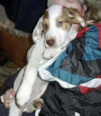 Medium Photo #1 Borador Puppy For Sale in Mt. Laurel, NJ, USA