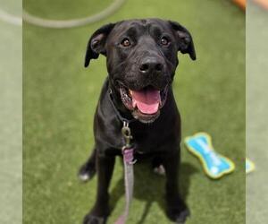 Labrador Retriever-Unknown Mix Dogs for adoption in Las Vegas, NV, USA