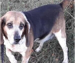 Beagle Dogs for adoption in Brookeville, MD, USA