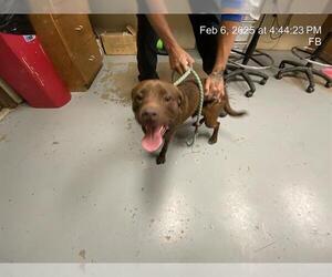 German Wirehaired Pointer-Unknown Mix Dogs for adoption in Ocala, FL, USA
