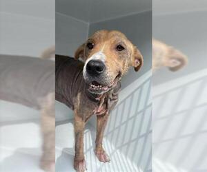 German Shepherd Dog-Unknown Mix Dogs for adoption in Houston, TX, USA