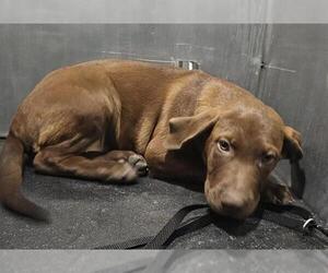 Labrador Retriever-Unknown Mix Dogs for adoption in San Antonio, TX, USA
