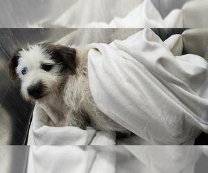 Cairn Terrier-Unknown Mix Dogs for adoption in San Antonio, TX, USA