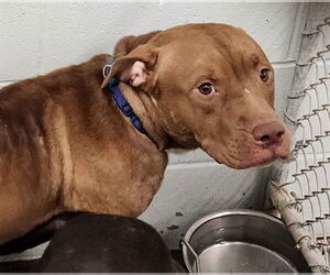 American Bulldog-Unknown Mix Dogs for adoption in Tavares, FL, USA