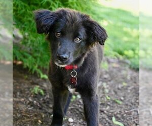 Australian Shepherd Dogs for adoption in Potomac, MD, USA