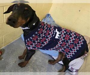 Doberman Pinscher Dogs for adoption in Santa Maria, CA, USA
