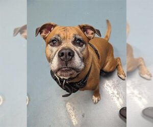 Bull-Boxer Dogs for adoption in London, Ontario, Canada