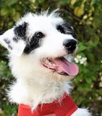 Collie-Unknown Mix Dogs for adoption in San Francisco, CA, USA