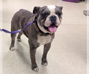 Bulldog Dogs for adoption in Riverside, CA, USA