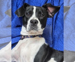 Retriever -Unknown Mix Dogs for adoption in Cuba, NY, USA