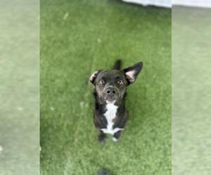 Mutt Dogs for adoption in Chula Vista, CA, USA