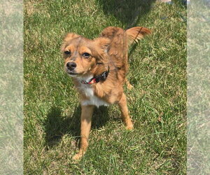 Chion Dogs for adoption in Salt Lake City, UT, USA