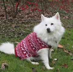 American Eskimo Dog Dogs for adoption in Randallstown, MD, USA