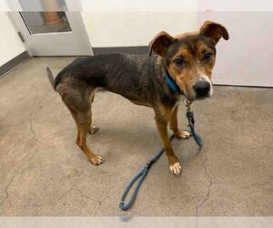 Mutt Dogs for adoption in Berkeley , CA, USA