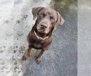 Labrador Retriever-Unknown Mix Dogs for adoption in Greensboro, NC, USA