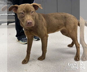 Labrador Retriever-Unknown Mix Dogs for adoption in Washington, DC, USA