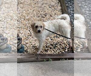 Border Terrier Dogs for adoption in Staley, NC, USA