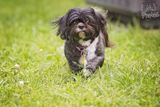 Shih Tzu Dogs for adoption in Pryor, OK, USA