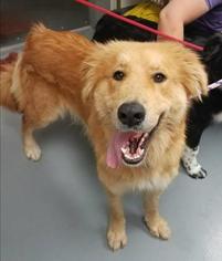 Golden Pyrenees Dogs for adoption in Mission, KS, USA