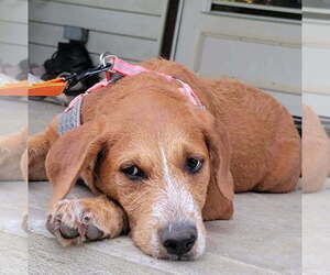 Australian Shepherd-German Shepherd Dog Mix Dogs for adoption in Bolivar, MO, USA