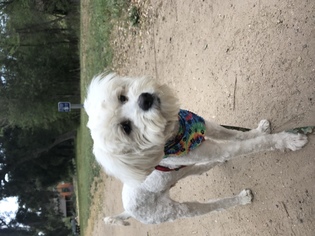 Cockapoo-Poodle (Standard) Mix Dogs for adoption in La Mesa, CA, USA