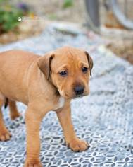 Medium Photo #1 Mutt Puppy For Sale in Portage, IN, USA