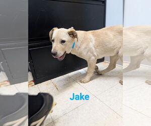 Shepradors Dogs for adoption in Franklin, North Carolina, NC, USA