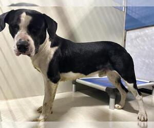 Mutt Dogs for adoption in Bakersfield, CA, USA