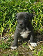 Medium Photo #1 American Pit Bull Terrier-Labrador Retriever Mix Puppy For Sale in Social Circle, GA, USA