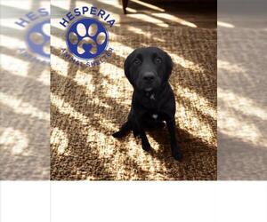 Border Collie-Unknown Mix Dogs for adoption in HESPERIA, CA, USA