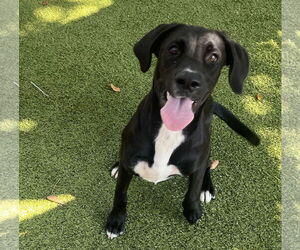 Labrador Retriever-Unknown Mix Dogs for adoption in Hilton Head, SC, USA