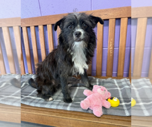 Shih Tzu-Unknown Mix Dogs for adoption in Genesee, WI, USA