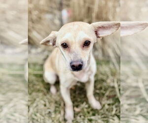 Briard-Dachshund Mix Dogs for adoption in Omaha, NE, USA